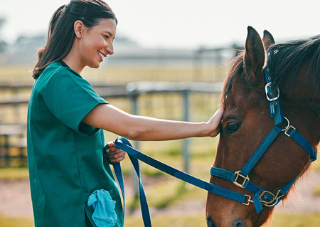 Veterinary Assistant with Horse Care Management